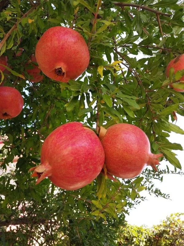 Premium_Pomegranate_Plant_–_Organic,_Hardy_Fruit_Tree_Starter_|_High-Yield_Variety_|_Perfect_for_Garden_&_Backyard_Growing