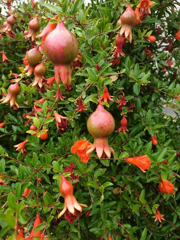 Premium_Pomegranate_Plant_–_Organic,_Hardy_Fruit_Tree_Starter_|_High-Yield_Variety_|_Perfect_for_Garden_&_Backyard_Growing