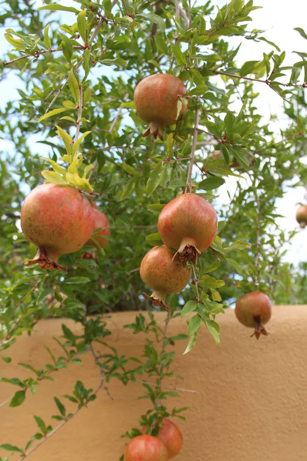 Premium_Pomegranate_Plant_–_Organic,_Hardy_Fruit_Tree_Starter_|_High-Yield_Variety_|_Perfect_for_Garden_&_Backyard_Growing