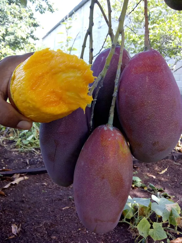 Premium_Purple_Miyazaki_–Fast-Growing_Mango_Plant_&_Tree_for_Home_Garden,_Patio_&_Backyard_Orchard
