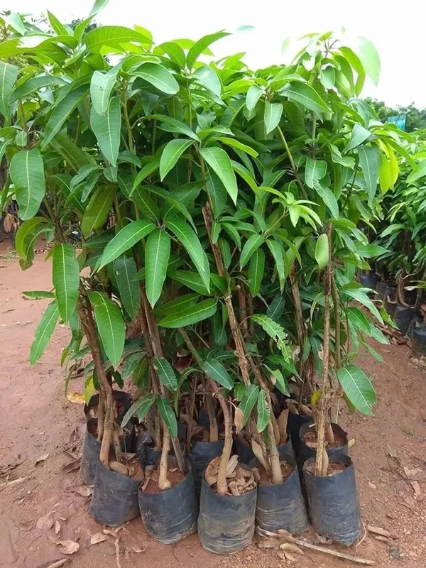 Premium_Purple_Miyazaki_–Fast-Growing_Mango_Plant_&_Tree_for_Home_Garden,_Patio_&_Backyard_Orchard