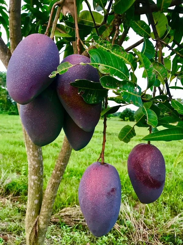 Premium_Purple_Miyazaki_–Fast-Growing_Mango_Plant_&_Tree_for_Home_Garden,_Patio_&_Backyard_Orchard