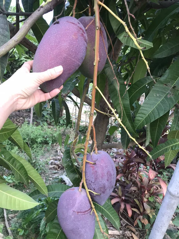 Premium_Purple_Miyazaki_–Fast-Growing_Mango_Plant_&_Tree_for_Home_Garden,_Patio_&_Backyard_Orchard