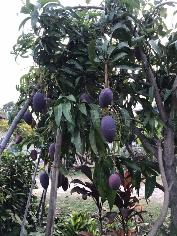 Premium_Purple_Miyazaki_–Fast-Growing_Mango_Plant_&_Tree_for_Home_Garden,_Patio_&_Backyard_Orchard