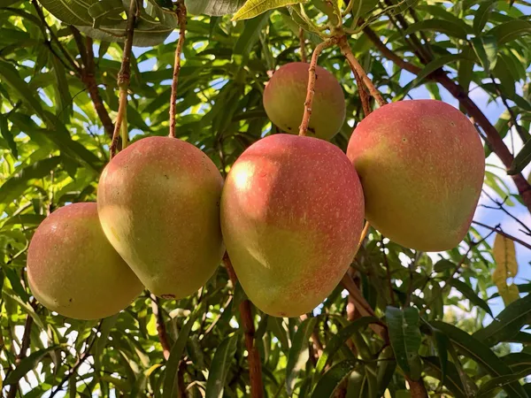 Premium_Red_Palmer_Mango_Plant_Live_Grafted-Sweet_Fiberless_Variety,_Fast_Growing_Tropical_Fruit_Tree