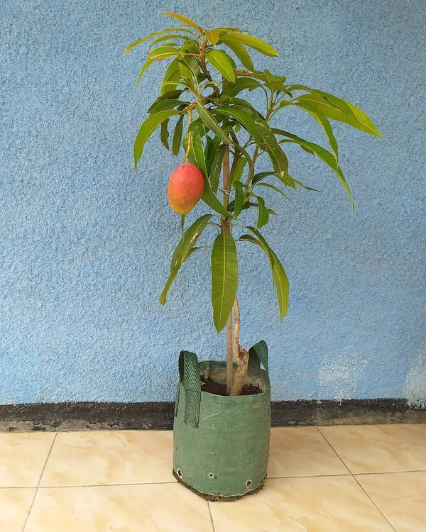 Premium_Red_Palmer_Mango_Plant_Live_Grafted-Sweet_Fiberless_Variety,_Fast_Growing_Tropical_Fruit_Tree
