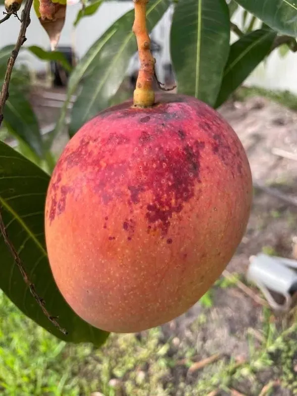 Premium_Red_Palmer_Mango_Plant_Live_Grafted-Sweet_Fiberless_Variety,_Fast_Growing_Tropical_Fruit_Tree