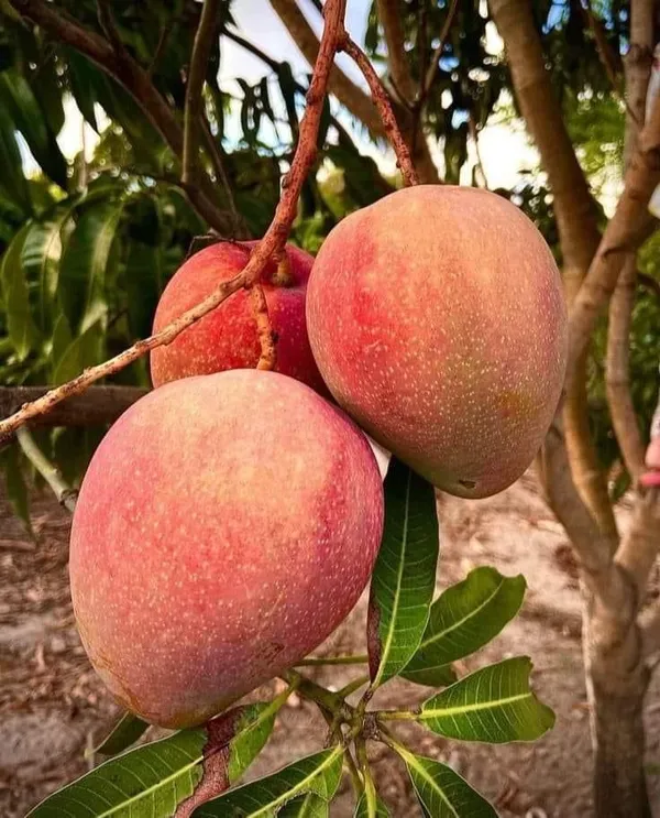 Premium_Red_Palmer_Mango_Plant_Live_Grafted-Sweet_Fiberless_Variety,_Fast_Growing_Tropical_Fruit_Tree
