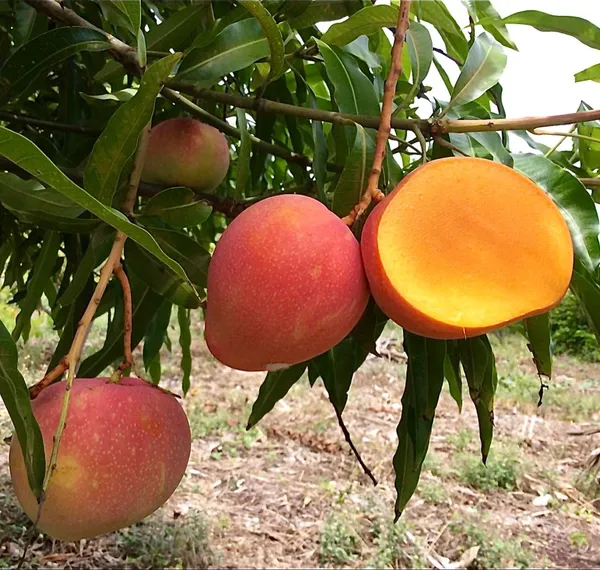 Premium_Red_Palmer_Mango_Plant_Live_Grafted-Sweet_Fiberless_Variety,_Fast_Growing_Tropical_Fruit_Tree