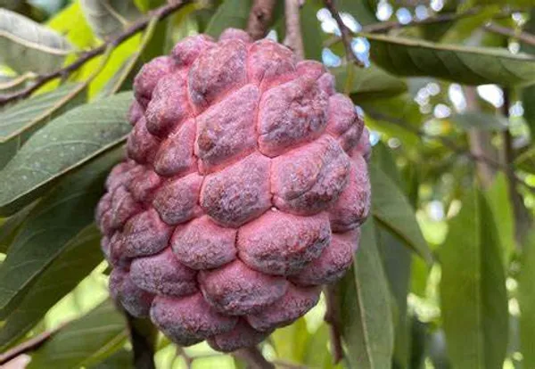 Purple_Custard_Apple_Expensive_Fruit_Plant_&_Tree_For_Garden_(1.5-3.5_Ft_Height)_Pack_Of_1