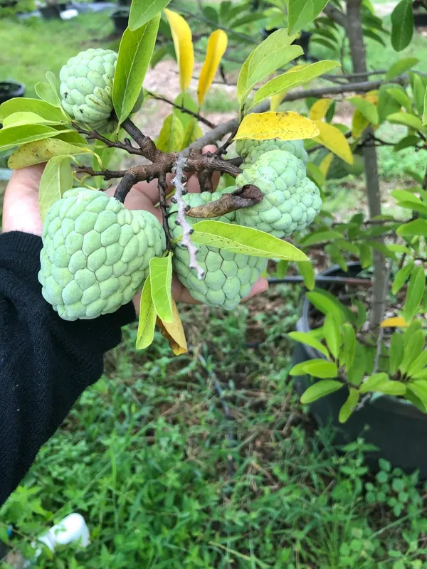 Purple_Custard_Apple_Expensive_Fruit_Plant_&_Tree_For_Garden_(1.5-3.5_Ft_Height)_Pack_Of_1
