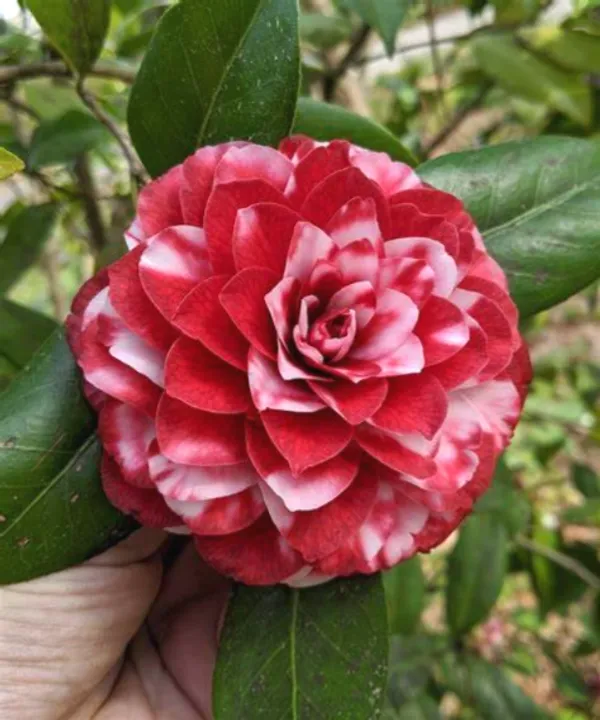 Japonica_Variety_Premium_Red_Camellia_Flowering_Plant_&_Tree_(1.5-2.5_Ft_Size)_For_Shrub/Home_Garden_(Hybrid,_Pack_Of_1)