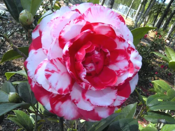 Japonica_Variety_Premium_Red_Camellia_Flowering_Plant_&_Tree_(1.5-2.5_Ft_Size)_For_Shrub/Home_Garden_(Hybrid,_Pack_Of_1)