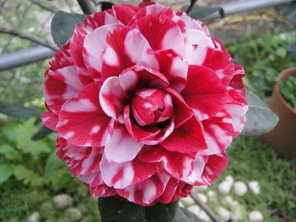 Japonica_Variety_Premium_Red_Camellia_Flowering_Plant_&_Tree_(1.5-2.5_Ft_Size)_For_Shrub/Home_Garden_(Hybrid,_Pack_Of_1)