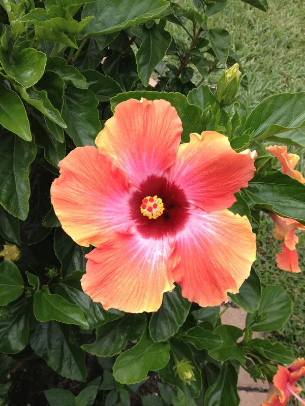 Orange_Hibiscus_Flowering_Plant_(Grafted)_Pack_Of_1