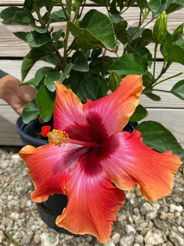 Orange_Hibiscus_Flowering_Plant_(Grafted)_Pack_Of_1