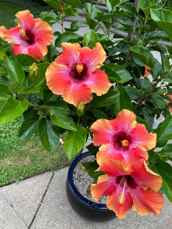 Orange_Hibiscus_Flowering_Plant_(Grafted)_Pack_Of_1