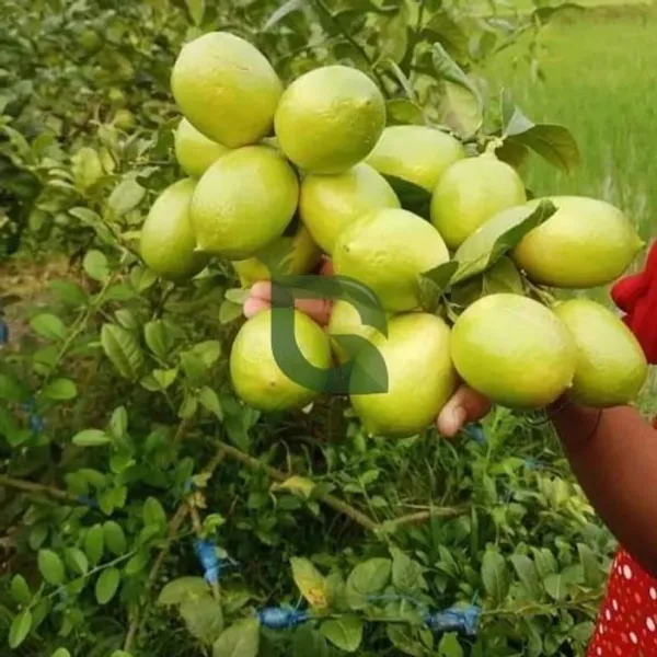 Alltime_(Grafted)_Seedless_Lemon/Labu/Lime_Hybrid_Plant_(Pack_of_1)