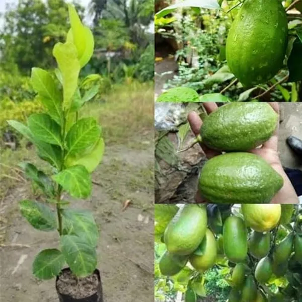 Alltime_(Grafted)_Seedless_Lemon/Labu/Lime_Hybrid_Plant_(Pack_of_1)