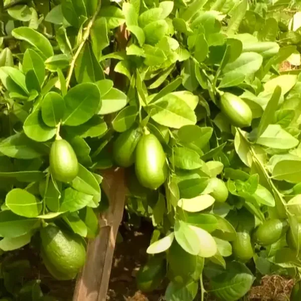 Alltime_(Grafted)_Seedless_Lemon/Labu/Lime_Hybrid_Plant_(Pack_of_1)