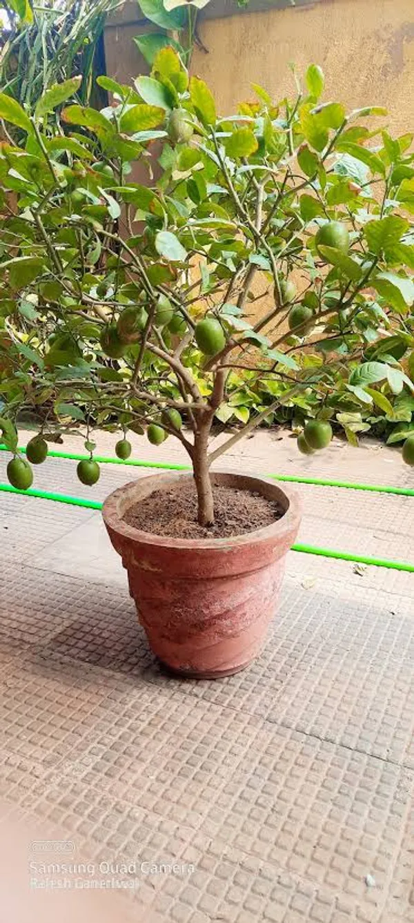 Alltime_(Grafted)_Seedless_Lemon/Labu/Lime_Hybrid_Plant_(Pack_of_1)