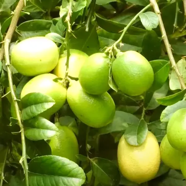 Alltime_(Grafted)_Seedless_Lemon/Labu/Lime_Hybrid_Plant_(Pack_of_1)