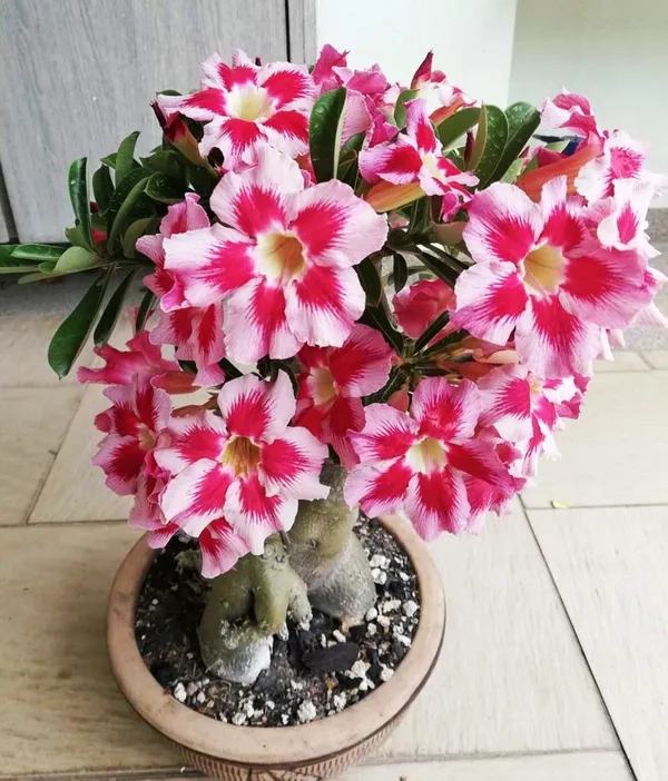Rosey_Verity_Grafted_Adenium_Plant_(_Pack_of1)