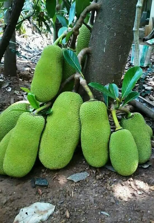 Greenery_Nursery®_Thai_All_time_Jackfruit_(Grafted)_Plant_&_Tree_(Hybrid,_Pack_Of_1)