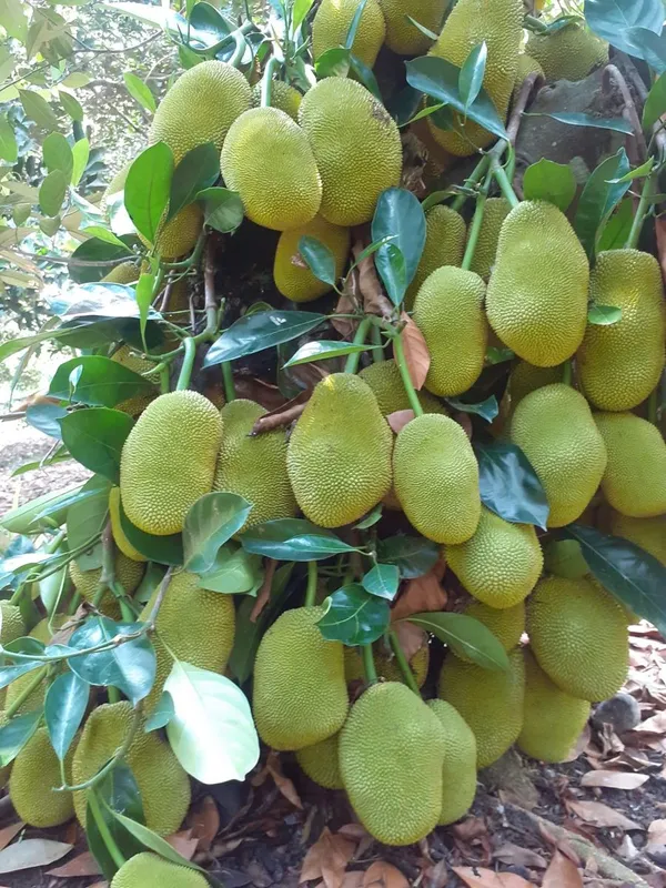 Greenery_Nursery®_Thai_All_time_Jackfruit_(Grafted)_Plant_&_Tree_(Hybrid,_Pack_Of_1)