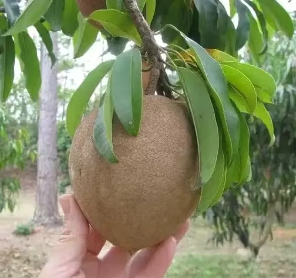 Cricket_Ball_Shape_Sapota/Sabeda/Chiku_Fruit_Plant_For_Gardening_(1.5-3.5_Ft_Hight)_Plant_Age:_1.5_Years_(Air_Layering,_Pack_Of_1)