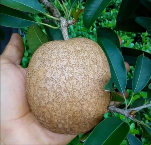Cricket_Ball_Shape_Sapota/Sabeda/Chiku_Fruit_Plant_For_Gardening_(1.5-3.5_Ft_Hight)_Plant_Age:_1.5_Years_(Air_Layering,_Pack_Of_1)