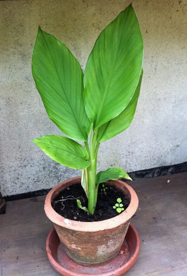 Raw_Turmeric_(Haldi)_Plant_with_Fresh_Rhizomes_-_Premium_Kacchi_Haldi_Roots_for_Growing_in_Home_Garden_&_Pots_(Pack_Of_1)