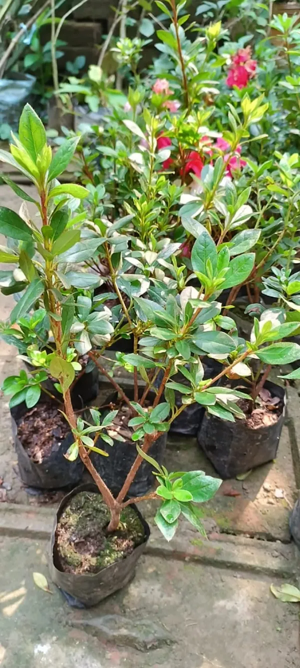 Ready_To_Flower_Vibrant_Color_Azalea_Plant_For_Shrub/Bush/Home_Garden_Decor,_Well_Maintained_Azale_Plant_Height_(1.5-3.5_Ft)_Pack_Of_1