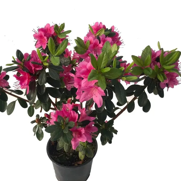 Ready_To_Flower_Vibrant_Color_Azalea_Plant_For_Shrub/Bush/Home_Garden_Decor,_Well_Maintained_Azale_Plant_Height_(1.5-3.5_Ft)_Pack_Of_1