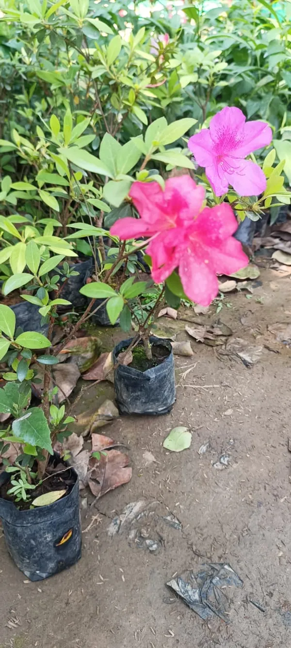 Ready_To_Flower_Vibrant_Color_Azalea_Plant_For_Shrub/Bush/Home_Garden_Decor,_Well_Maintained_Azale_Plant_Height_(1.5-3.5_Ft)_Pack_Of_1