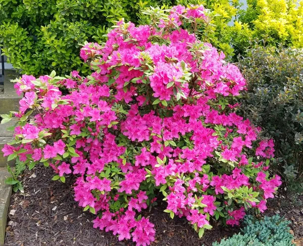 Ready_To_Flower_Vibrant_Color_Azalea_Plant_For_Shrub/Bush/Home_Garden_Decor,_Well_Maintained_Azale_Plant_Height_(1.5-3.5_Ft)_Pack_Of_1