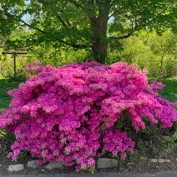 Ready_To_Flower_Vibrant_Color_Azalea_Plant_For_Shrub/Bush/Home_Garden_Decor,_Well_Maintained_Azale_Plant_Height_(1.5-3.5_Ft)_Pack_Of_1