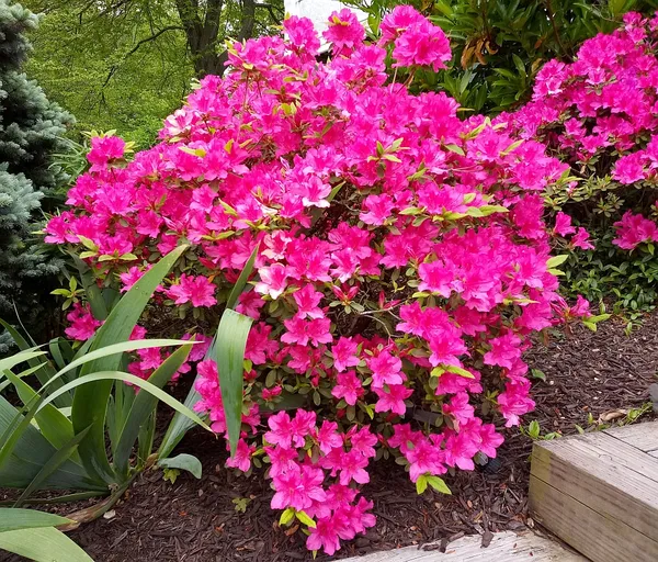 Ready_To_Flower_Vibrant_Color_Azalea_Plant_For_Shrub/Bush/Home_Garden_Decor,_Well_Maintained_Azale_Plant_Height_(1.5-3.5_Ft)_Pack_Of_1