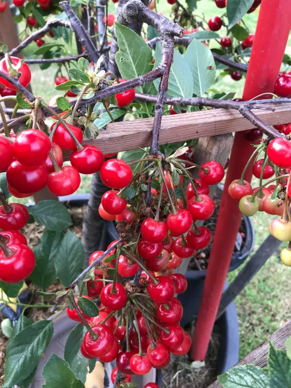 Red_Cherry_Healthy_Fruit_Plant_&_Tree_(1.5-3.5_Ft_Height)_For_Your_Sweet_Home_Garden,_Pack_Of_1