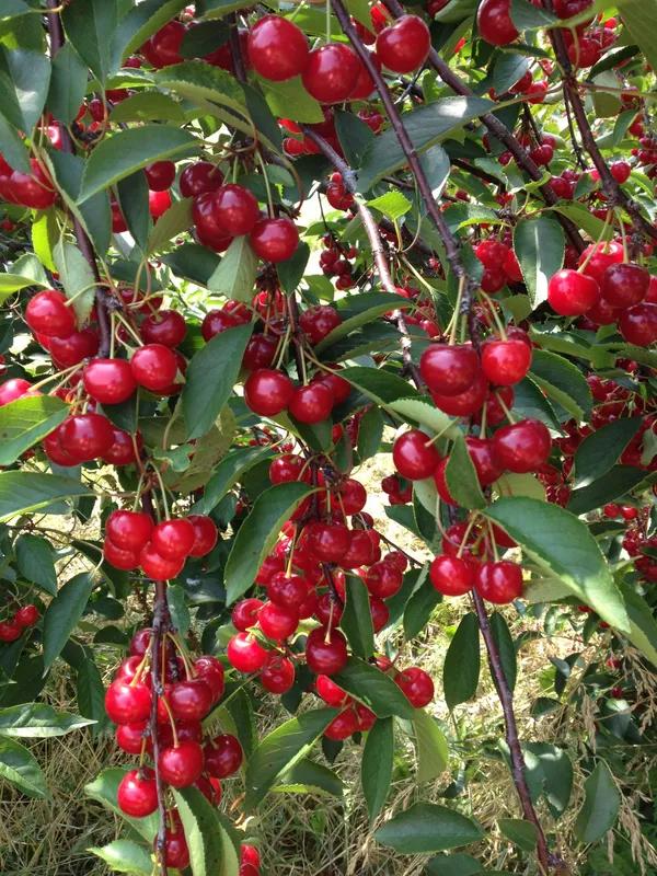 Red_Cherry_Healthy_Fruit_Plant_&_Tree_(1.5-3.5_Ft_Height)_For_Your_Sweet_Home_Garden,_Pack_Of_1