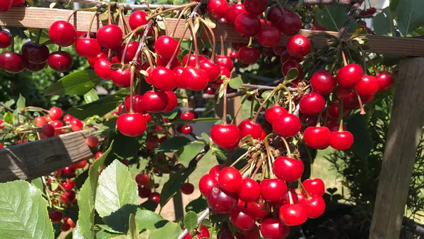 Red_Cherry_Healthy_Fruit_Plant_&_Tree_(1.5-3.5_Ft_Height)_For_Your_Sweet_Home_Garden,_Pack_Of_1