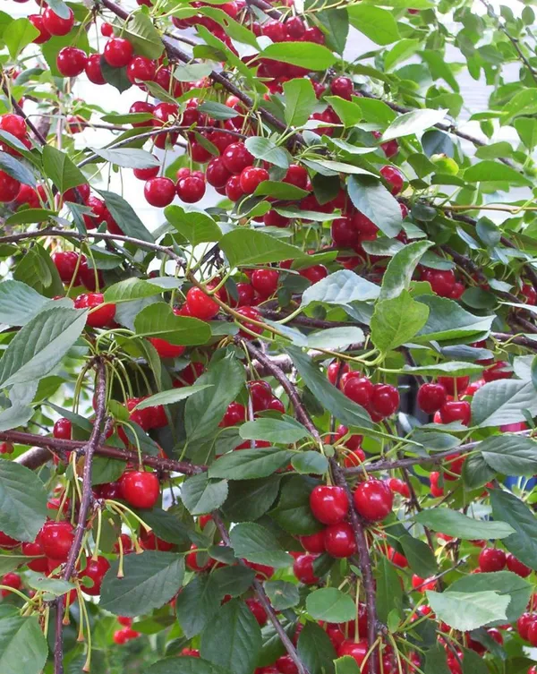 Red_Cherry_Healthy_Fruit_Plant_&_Tree_(1.5-3.5_Ft_Height)_For_Your_Sweet_Home_Garden,_Pack_Of_1