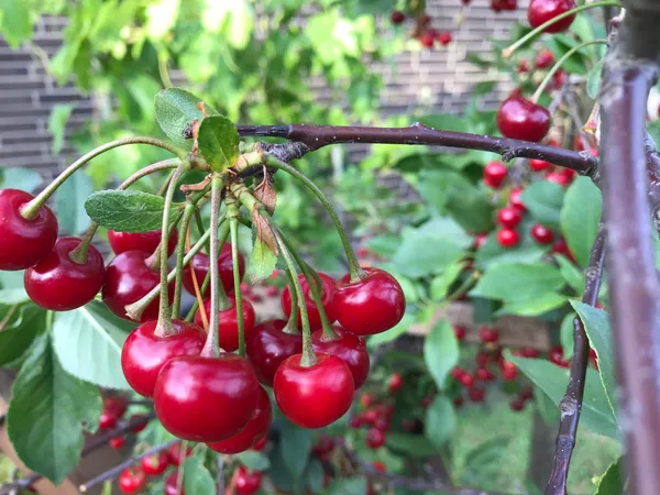 Red_Cherry_Healthy_Fruit_Plant_&_Tree_(1.5-3.5_Ft_Height)_For_Your_Sweet_Home_Garden,_Pack_Of_1