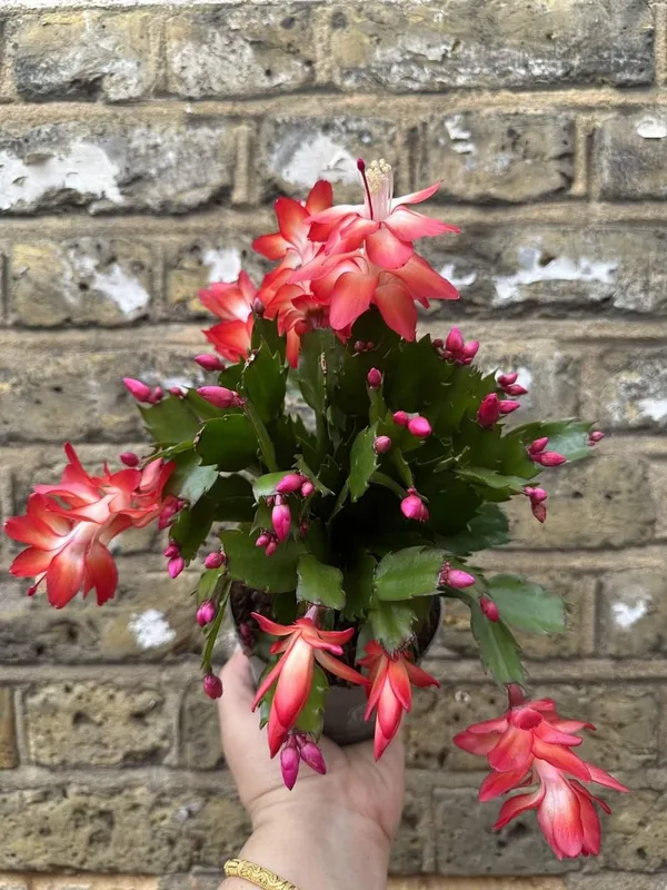Red_Christmas_Cactus_Plant_–_Colorful_Flower_Blooms_|_Indoor/Outdoor_&_Pot_Garden_Plant