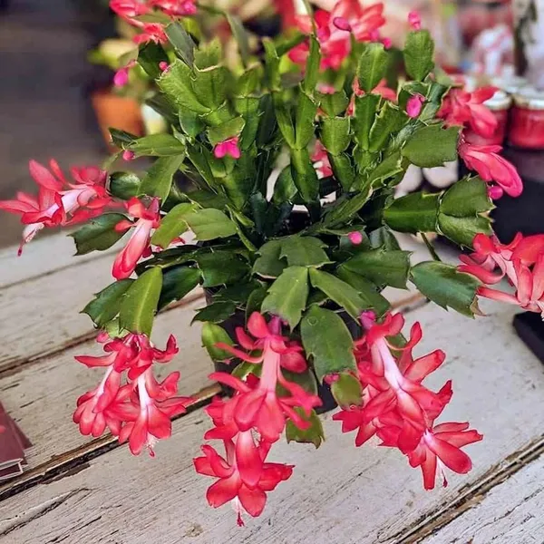 Red_Christmas_Cactus_Plant_–_Colorful_Flower_Blooms_|_Indoor/Outdoor_&_Pot_Garden_Plant