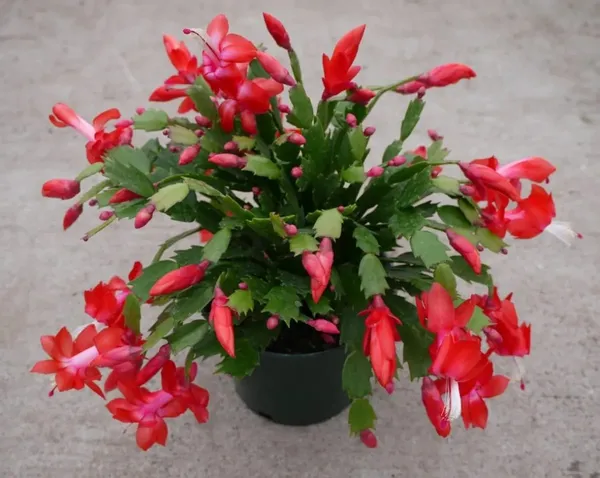 Red_Christmas_Cactus_Plant_–_Colorful_Flower_Blooms_|_Indoor/Outdoor_&_Pot_Garden_Plant