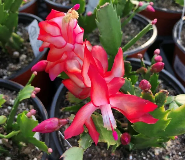 Red_Christmas_Cactus_Plant_–_Colorful_Flower_Blooms_|_Indoor/Outdoor_&_Pot_Garden_Plant