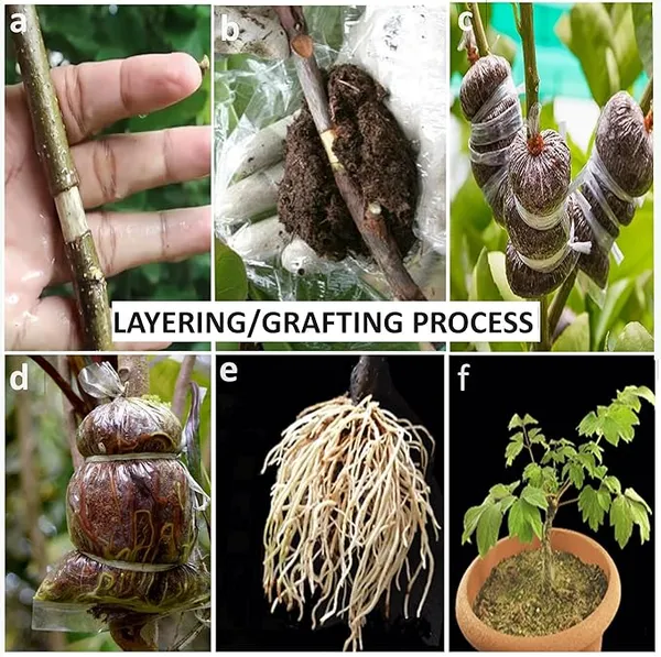 Red_Flame_Seedless_Grapes_Angoor_Layering/Grafted_Fruit_Plant