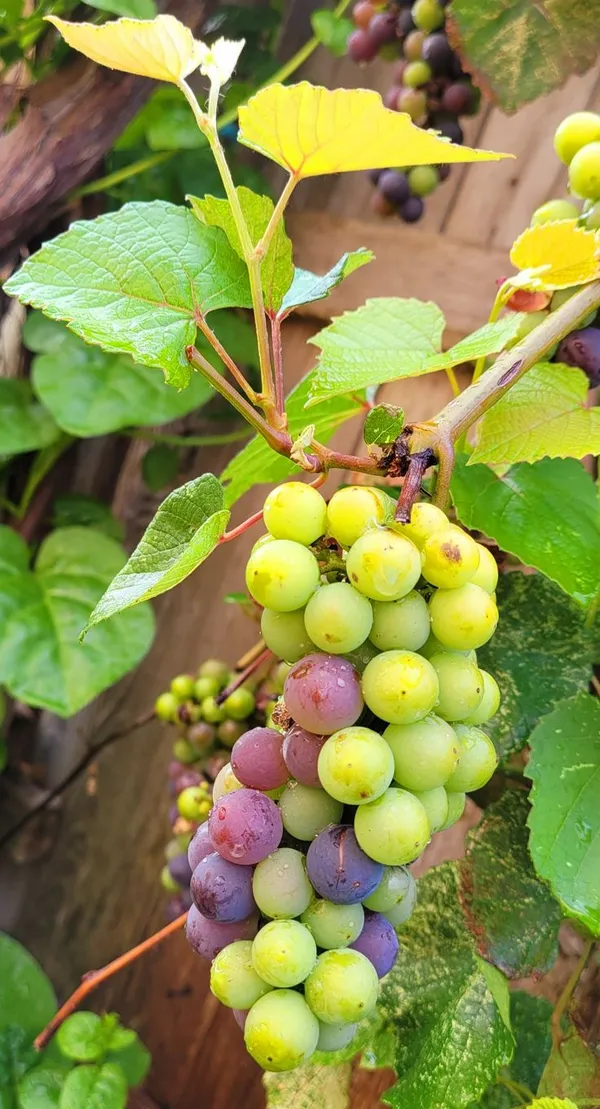 Red_Flame_Seedless_Grapes_Angoor_Layering/Grafted_Fruit_Plant