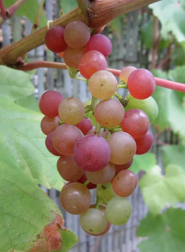 Red_Flame_Seedless_Grapes_Angoor_Layering/Grafted_Fruit_Plant